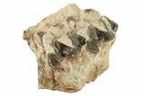 Oreodont (Merycoidodon) Jaw Section - South Dakota #268812-1